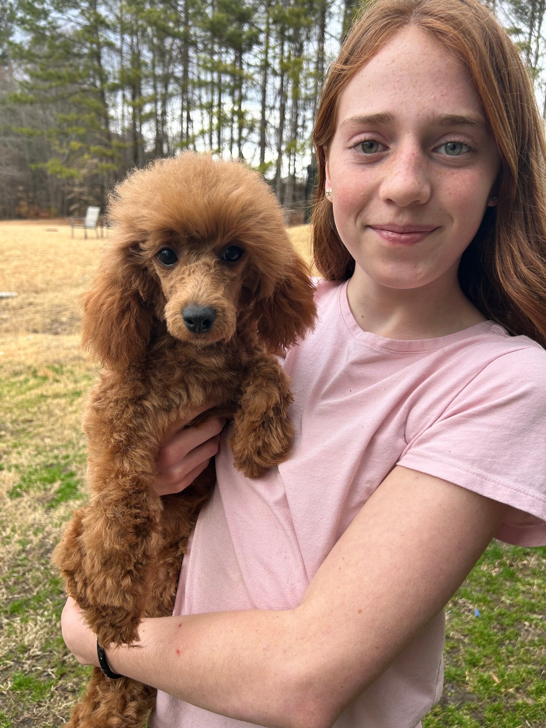 Mercy Lane Poodles
