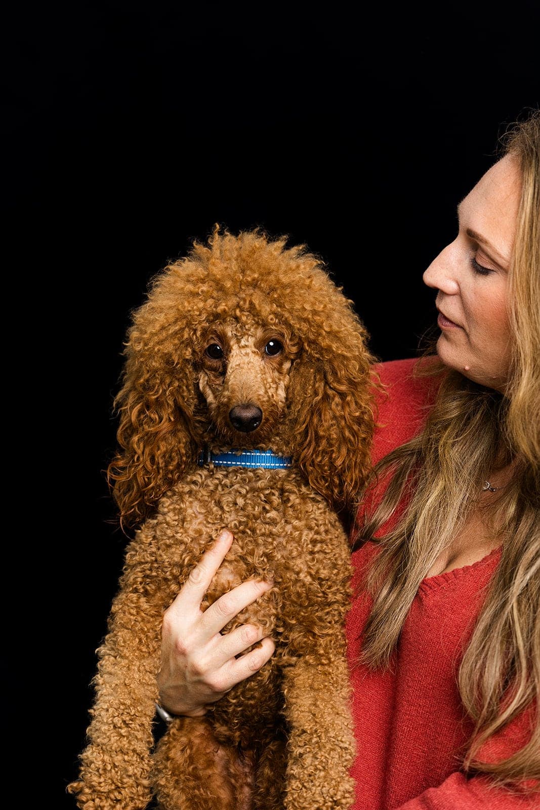 Mercy Lane Poodles