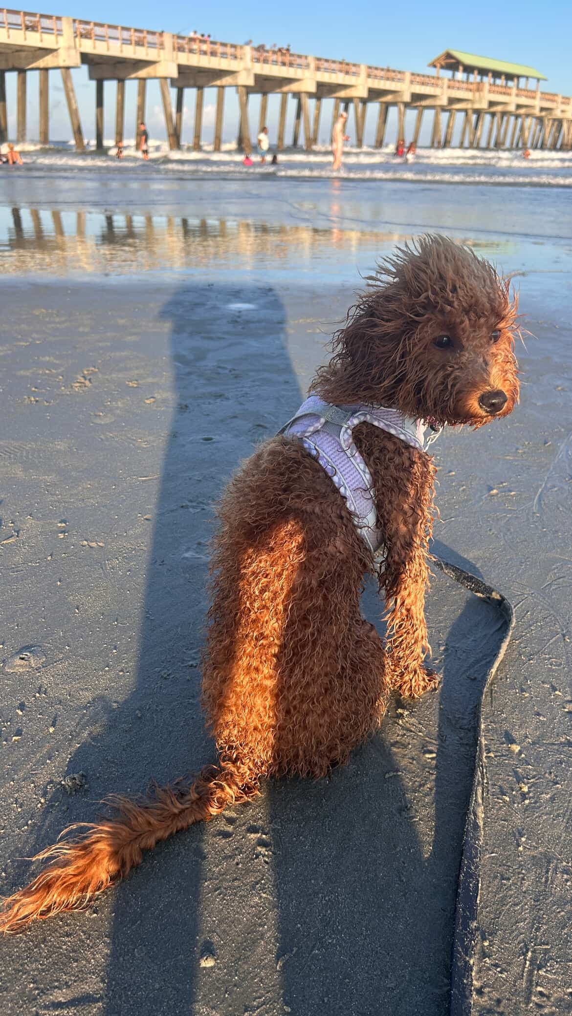 Mercy Lane Poodles