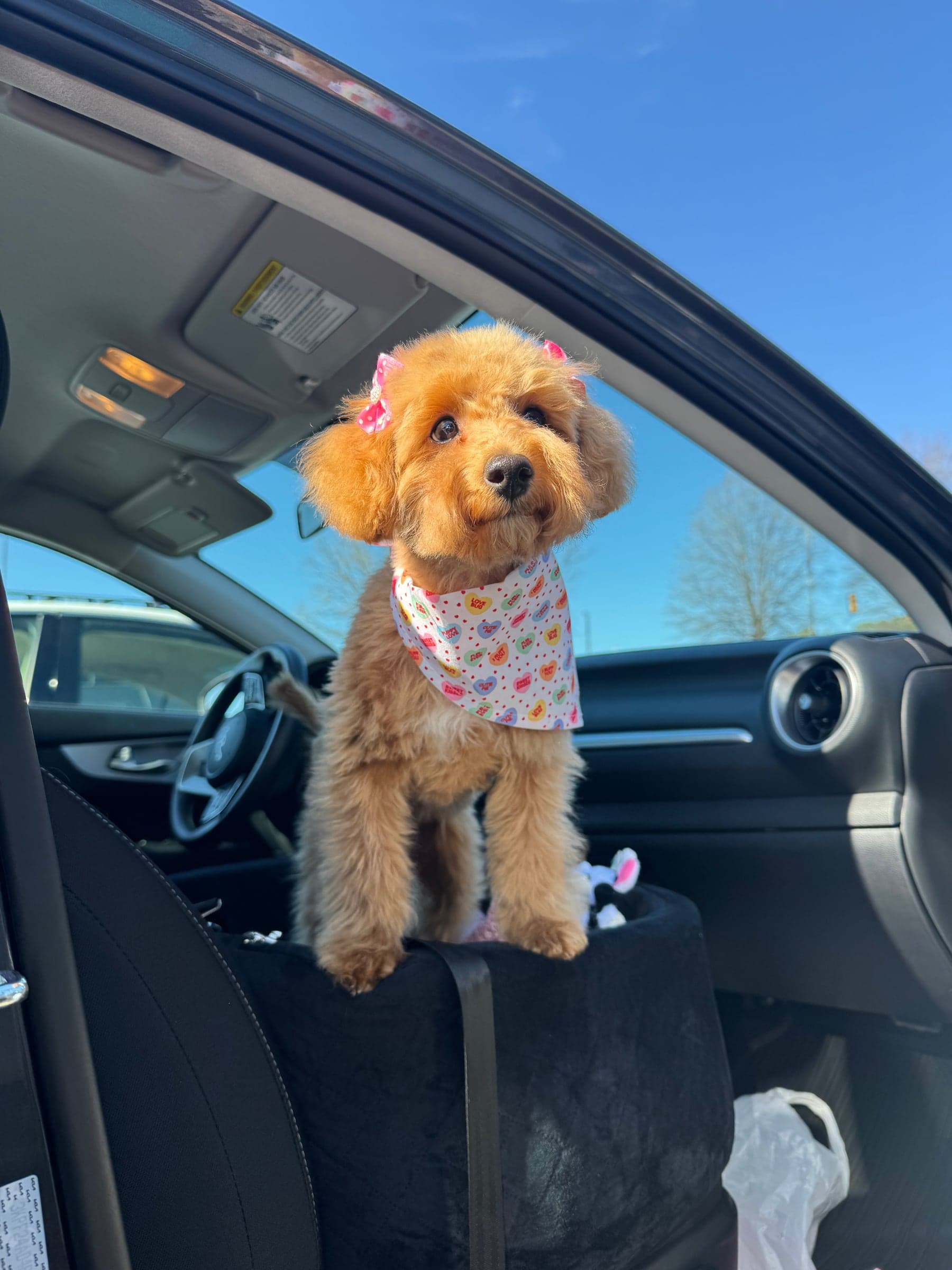 Mercy Lane Poodles